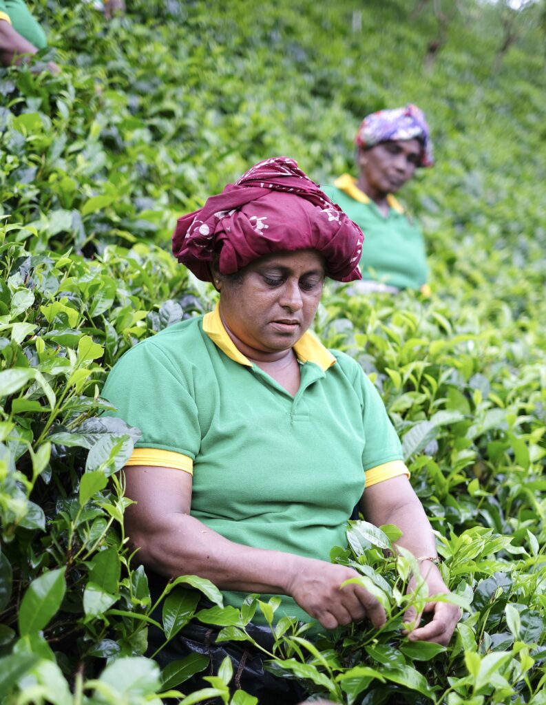 upcountry Ceylon Davora Tea manufacture hydropower International Sri Lanka Hpi.lk