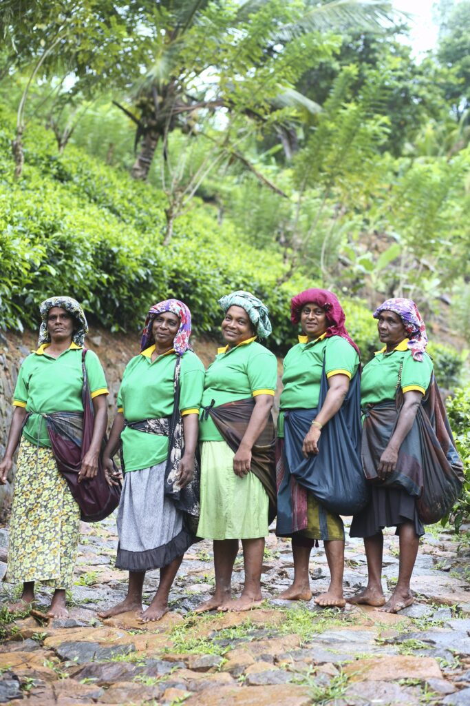 upcountry workers Ceylon Davora Tea manufacture hydropower International Sri Lanka Hpi.lk