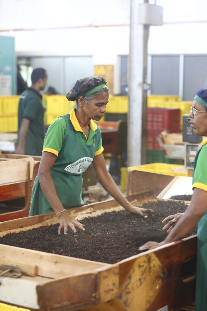 workers tea dry Ceylon Davora Tea manufacture hydropower International Sri Lanka Hpi.lk