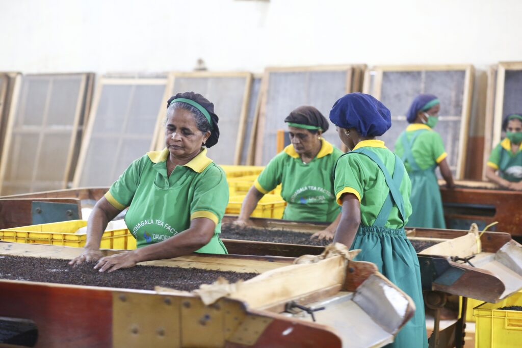 workers tea Packing Ceylon Davora Tea manufacture hydropower International Sri Lanka Hpi.lk