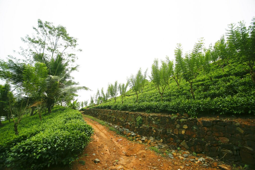 Tea Land Ceylon Davora Tea manufacture hydropower International Sri Lanka Hpi.lk